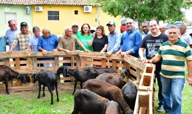 Prefeitura de Floriano entrega vinte ovelhas  a criadores rurais do município
