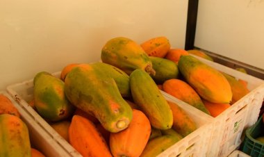 Educação de Floriano distribui produtos básicos da alimentação escolar