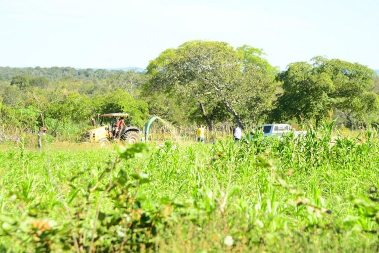 Floriano: Produção de silagem vai garantir alimento para os animais durante a estiagem