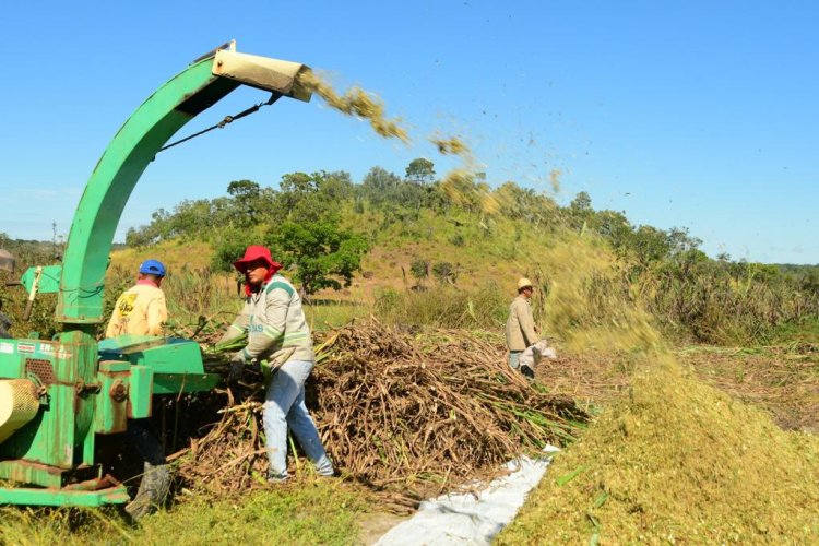 Floriano: Produção de silagem vai garantir alimento para os animais durante a estiagem