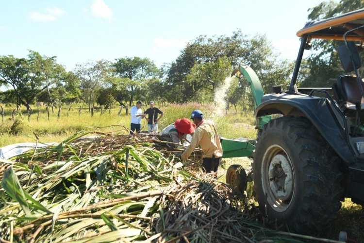 Floriano: Produção de silagem vai garantir alimento para os animais durante a estiagem