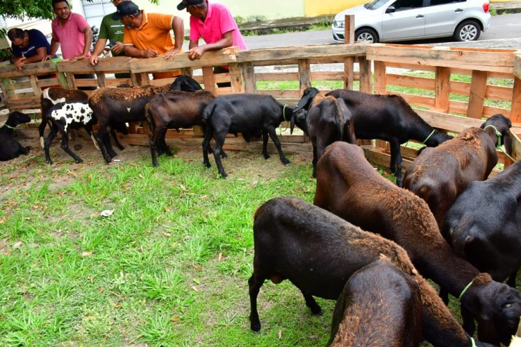 Prefeitura de Floriano entrega vinte ovelhas  a criadores rurais do município