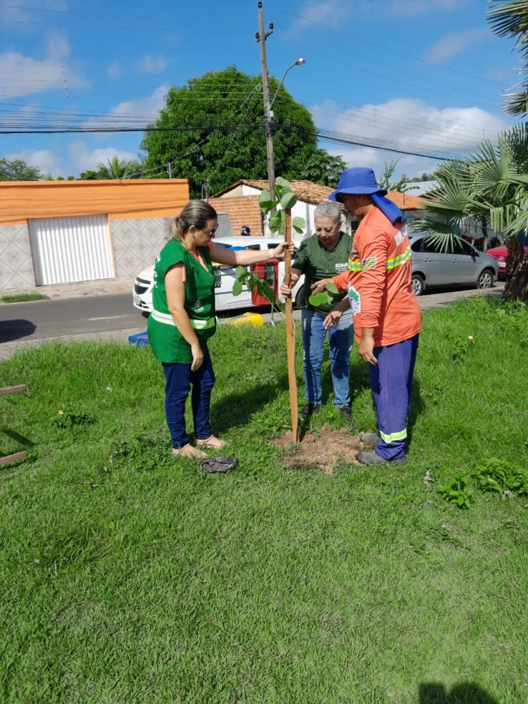 SEMAN inicia reposição de mudas de plantas em praças e rotatórias da cidade