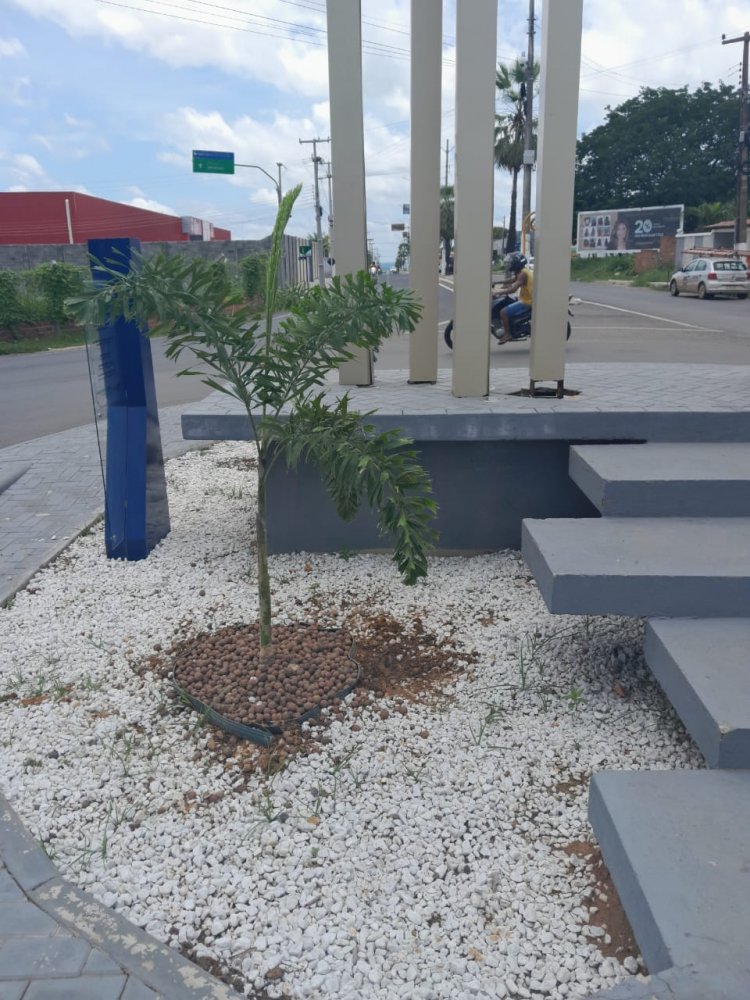 SEMAN inicia reposição de mudas de plantas em praças e rotatórias da cidade