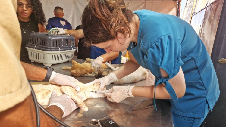 Floriano recebe Busão da Castração e oferta 500 procedimentos gratuitos para cães e gatos