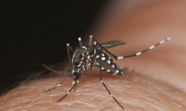 Prefeitura de Floriano alerta população sobre medidas de prevenção e controle da Dengue