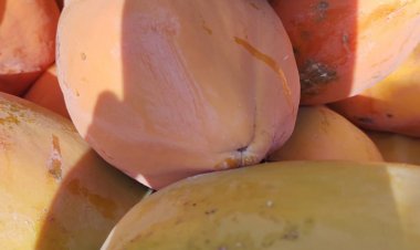 Escolas da Rede Municipal de Floriano são reabastecidas com produtos da Agricultura Familiar