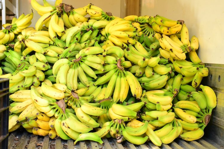 Prefeitura de Floriano inicia distribuição de produtos da alimentação escolar