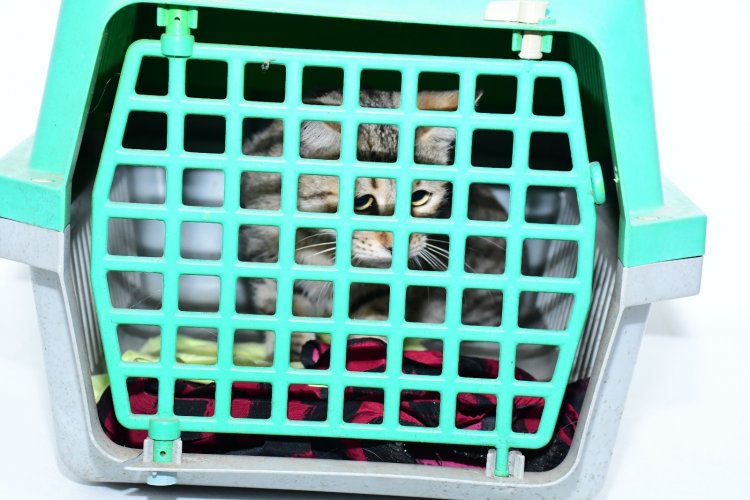 Prefeito Antônio Reis visita o Centro de Zoonoses e acompanha avanços no atendimento gratuito a animais