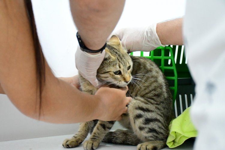Prefeito Antônio Reis visita o Centro de Zoonoses e acompanha avanços no atendimento gratuito a animais